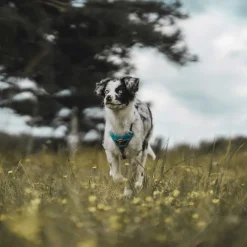 Hunter Divo hundesele M lyseblå/grå just mave 56-73 cm - Stabil pasform og aktiv komfort