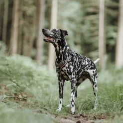 Hunter Divo hundesele S brun/grå just mave 45-56 cm - Samlet komfort og kontrol
