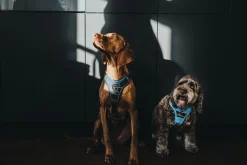 Hunter Divo hundesele S-M lyseblå/grå just mave 52-68 cm - Fleksibel støtte og komfort