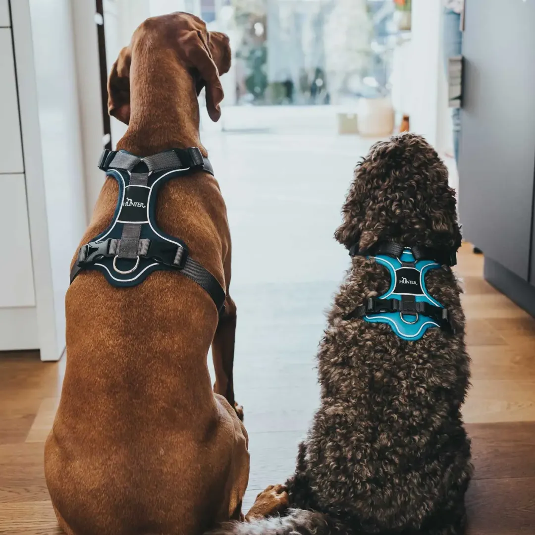 Hunter Divo hundesele S petrol/grå just mave 45-56 cm - Fleksibel kontrol og komfort i balance