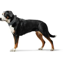 Hunter Halsbånd Divo L Grå/Grå - justerbart hundehalsbånd (45-55 cm, B 4,5 cm)