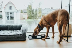 Hunter Halsbånd Divo L Petrol/Grå - justerbart hundehalsbånd (45-55 cm, B 4,5 cm)