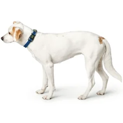 Hunter hunde halsbånd Hilo Blå S-M - justerbart hundehalsbånd (30-43 cm, B 2,5 cm)