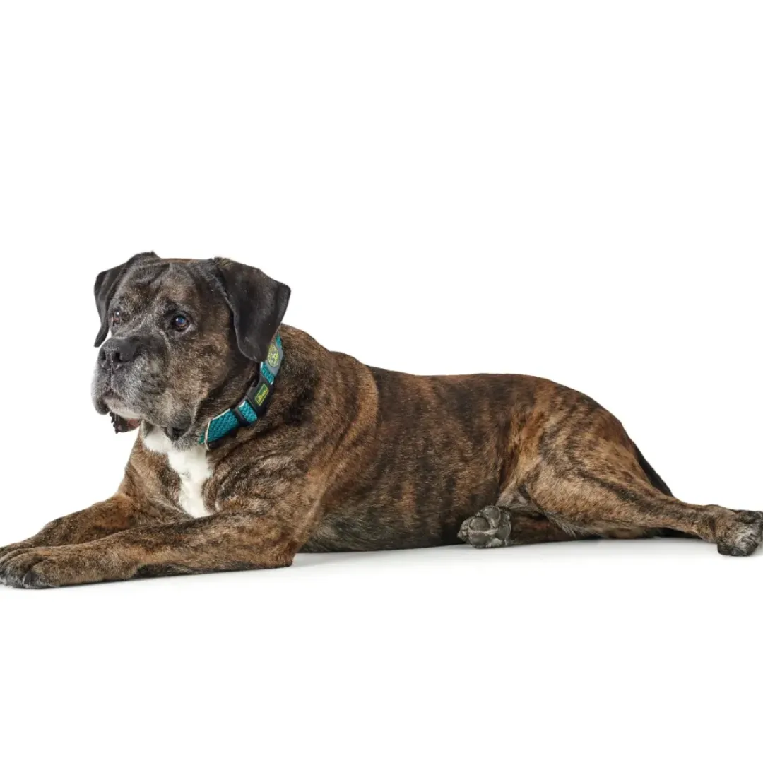Hunter hunde halsbånd Hilo Turkis S-M - justerbart hundehalsbånd (30-43 cm, B 2,5 cm)