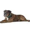 Hunter hunde halsbånd Hilo Turkis L-XL - justerbart hundehalsbånd (40-60 cm, B 3,2 cm)