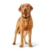 Hunter Hundehalsbånd læder Canada Elg Str.60 Sort/Cognac - 46-52 cm