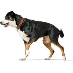 Hunter Hundehalsbånd læder Canada Elg Str 30 Cognac/Sort - 21-25 cm