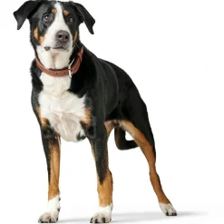 Hunter Hundehalsbånd læder Canada Elg Str.45 Cognac/Sort - 33-39 cm