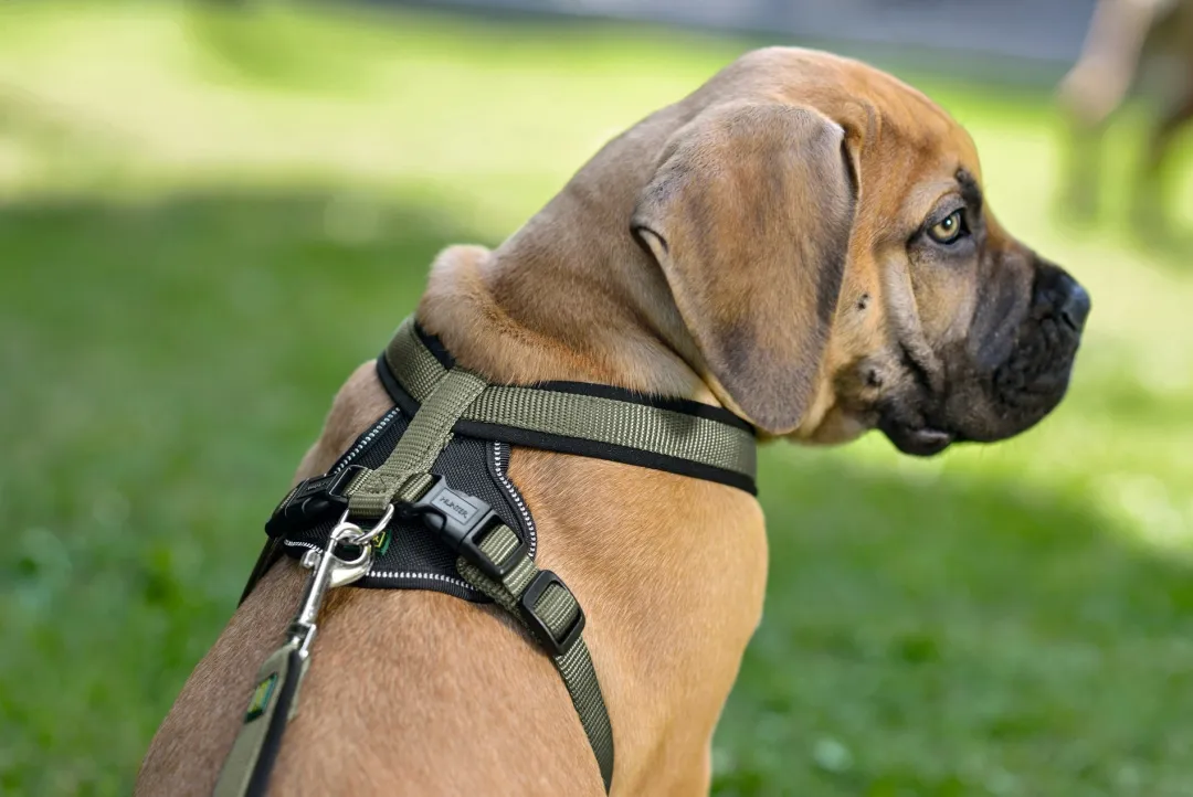 Hunter hundesele Neopren Oliven XL længde 73-94 cm 2,5 cm - blød og stabil komfort