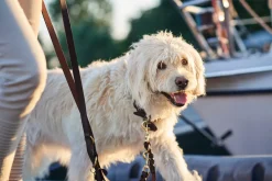 Hunter Sansibar Solid 55 Hundehalsbånd i læder - 43-49 cm