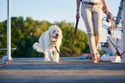Hunter Sansibar Solid 55 Hundehalsbånd i læder - 43-49 cm