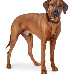 Hunter Sansibar Solid 60 Hundehalsbånd i læder - 48-54 cm