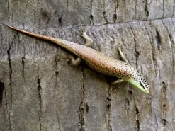 Krybdyr fra hele Verden Javan emerald Treeskink(Dasia olivacea)