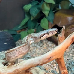 Krybdyr fra hele Verden Kongeboa Hypo Keltic Het Moonglow Kahl linie 0,1 - Boa Constrictor