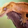 Krybdyr fra hele Verden Kronegekko (Crested gecko) (Correlophus ciliatus) Hun