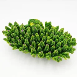 Blau - Aquaristic Kunstig koral Acropora millepora (Green)