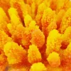 Blau - Aquaristic Kunstig koral Acropora millepora (Yellow/Pink)