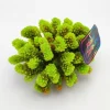 Blau - Aquaristic Kunstig koral Pocillopora verrucosa M (Green)