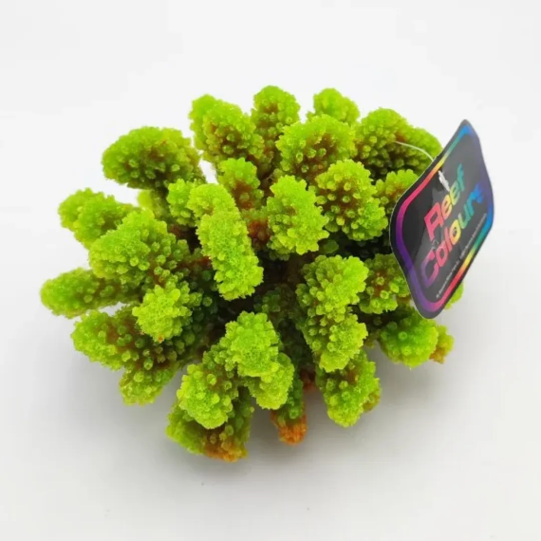 Blau - Aquaristic Kunstig koral Pocillopora verrucosa M (Green)