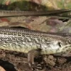 Krybdyr fra hele Verden Major skink (Bellatorias Egernia frerei)