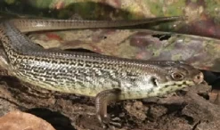 Krybdyr fra hele Verden Major skink (Bellatorias Egernia frerei)