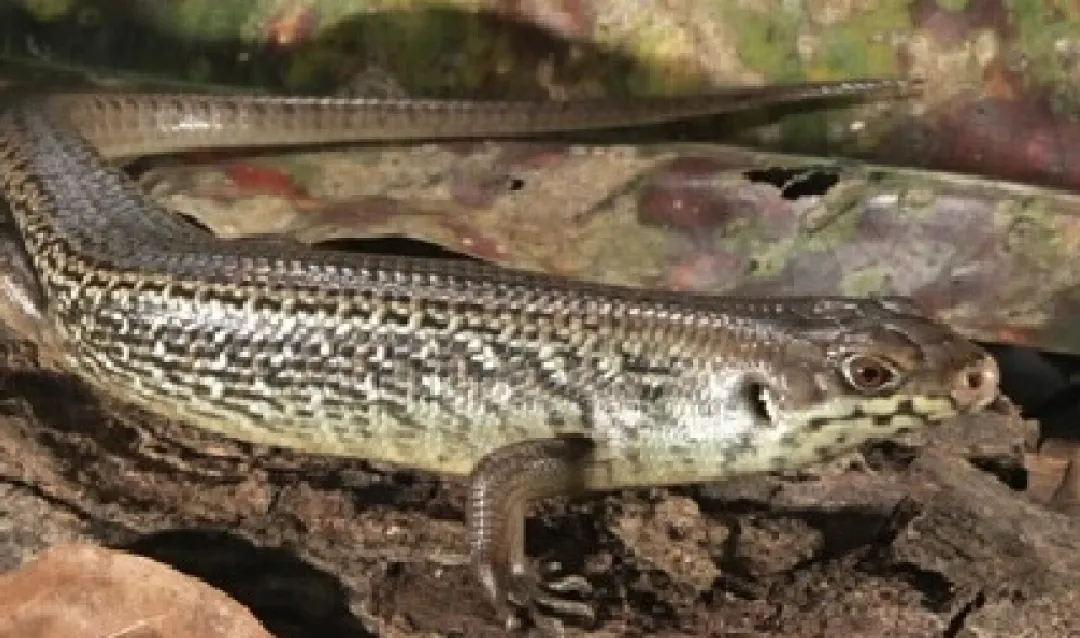 Krybdyr fra hele Verden Major skink (Bellatorias Egernia frerei)