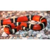 Krybdyr fra hele Verden Mælkesnog Lampropeltis Triangulum Sinaloa (unge)