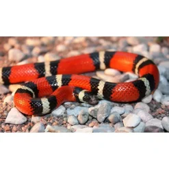 Krybdyr fra hele Verden Mælkesnog Lampropeltis Triangulum Sinaloa (unge)