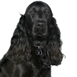 My Family Hundetegn Friends Cockerspaniel Sort