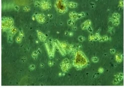 Nyos - High Level Reefing Nyos Phytomaxx Live Phytoplankton koncentrat 250 ml