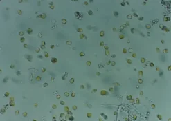 Nyos - High Level Reefing Nyos Phytomaxx Live Phytoplankton koncentrat 250 ml