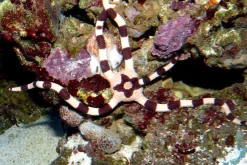 Saltvandsfisk Ophiolepis Superba slangesøstjerne