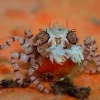 Saltvandsfisk Pom-pom krabbe (Libya sp.)
