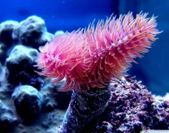 Saltvandsfisk Protula Bispiralis