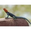 Krybdyr fra hele Verden Rødhovedet klippeagame (Agama agama)