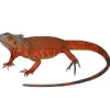 Krybdyr fra hele Verden Rød leguan (Iguana iguana)