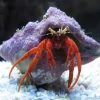Saltvandsfisk Red Leg eremitkrebs (paguristes cadenati)