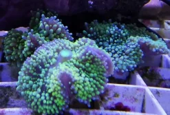 Koraller & bløddyr Ricordea Florida