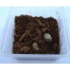 Foder til Krybdyr Rosenbille larver (Pachnoda sp) 10 stk