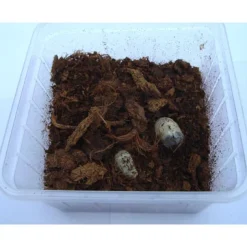Foder til Krybdyr Rosenbille larver (Pachnoda sp) 10 stk