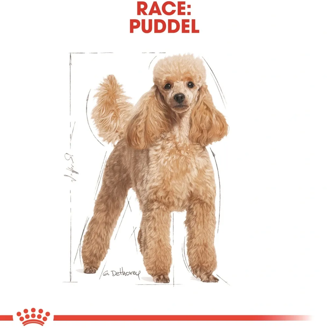 Royal Canin Hundefoder Royal Canin Poodle Adult 1,5 kg - tørfoder til voksne pudler
