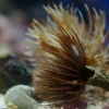 Saltvandsfisk Sabellastarte spectabilis Børsteorm