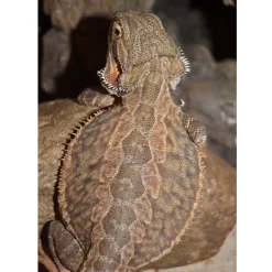 Krybdyr fra hele Verden Skægagame ungdyr (Pogona Vitticeps)