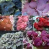 Saltvandsfisk Skiveanemone Discosoma sp Mix