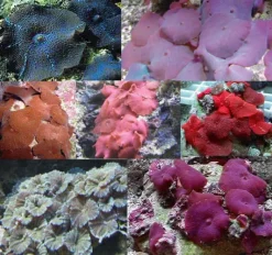 Saltvandsfisk Skiveanemone Discosoma sp Mix