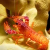 Saltvandsfisk Stribet Revhummer (Enoplometopus daumi)