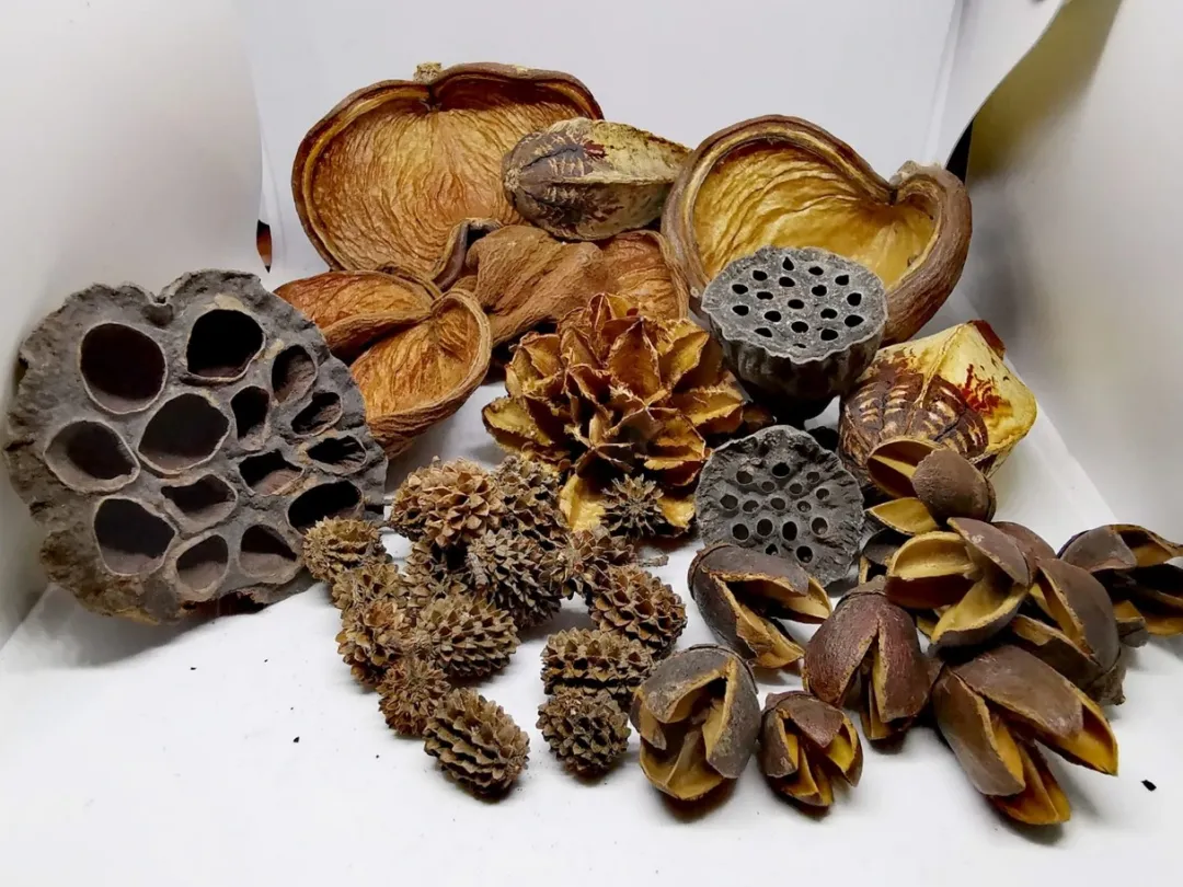 MiniZoo Terrarium Sæt af Dekoration Bakuli, Casuarina, Badam, Arjuna, Lotus, Mahagon, Jacaranda 180 gram