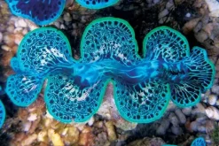 Saltvandsfisk Tridacna Maxima Blue Musling 9-10 cm