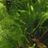 Tropica Akvarieplanter Tropica Akvarieplante Aponogeton madagascariensis knolde x 5