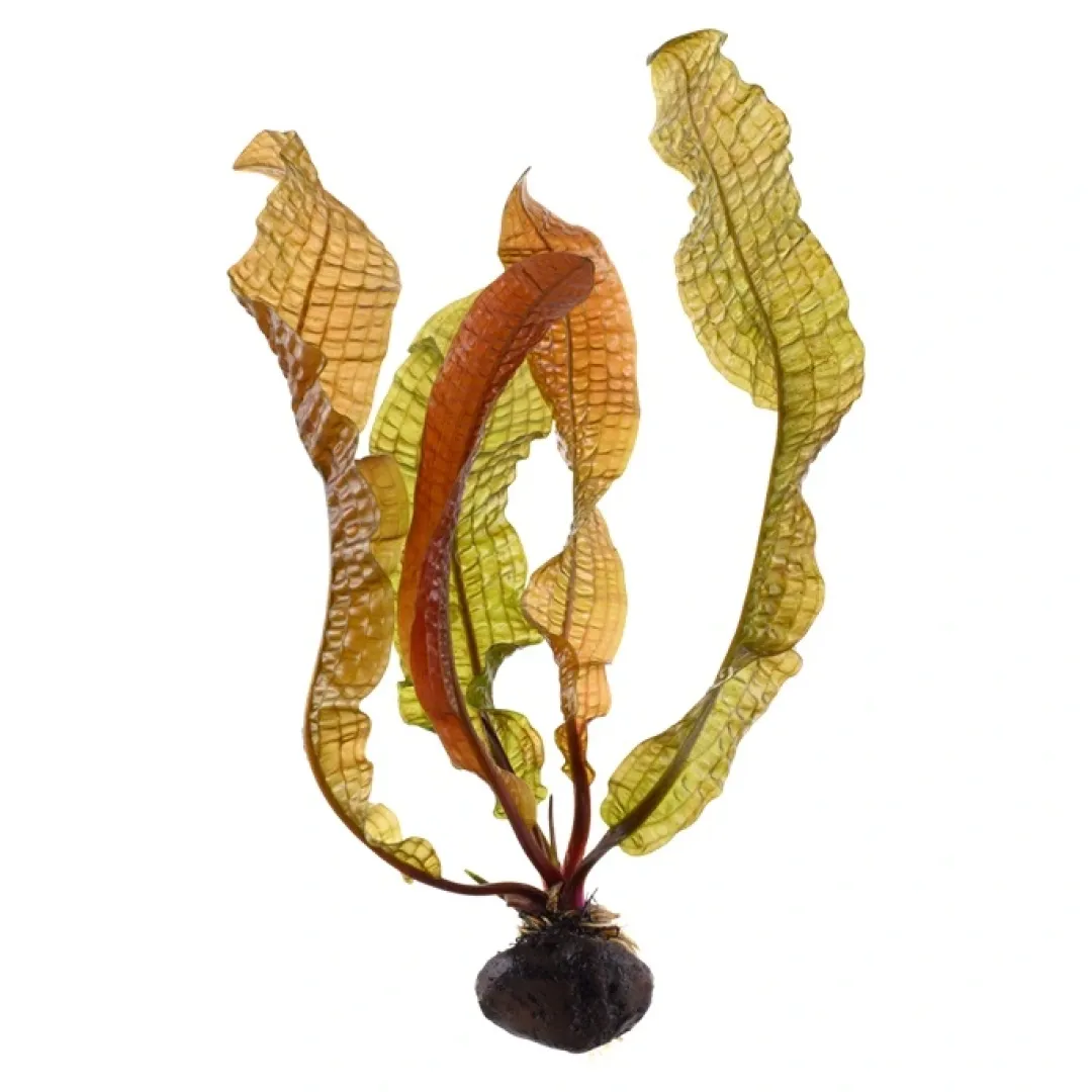 Tropica Akvarieplanter Tropica Akvarieplante Aponogeton boivinianus knold x 5